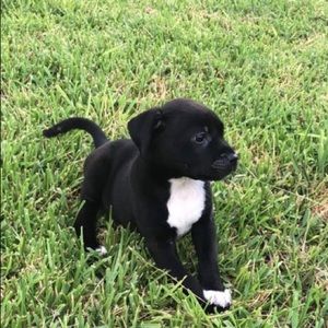 Meet your Posher, Lucy